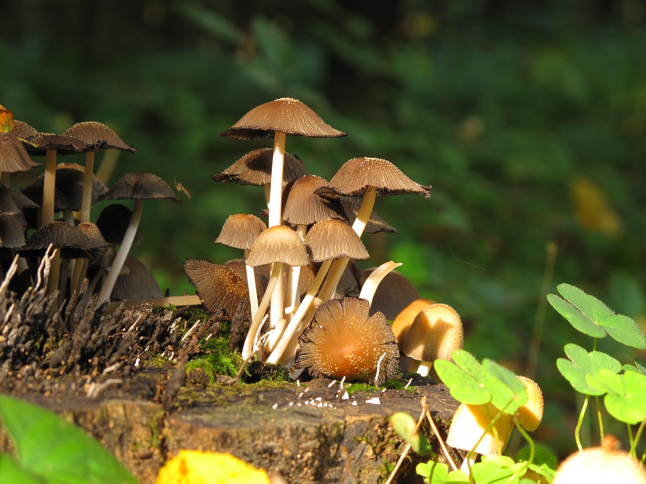 mushrooms forest konar free photo