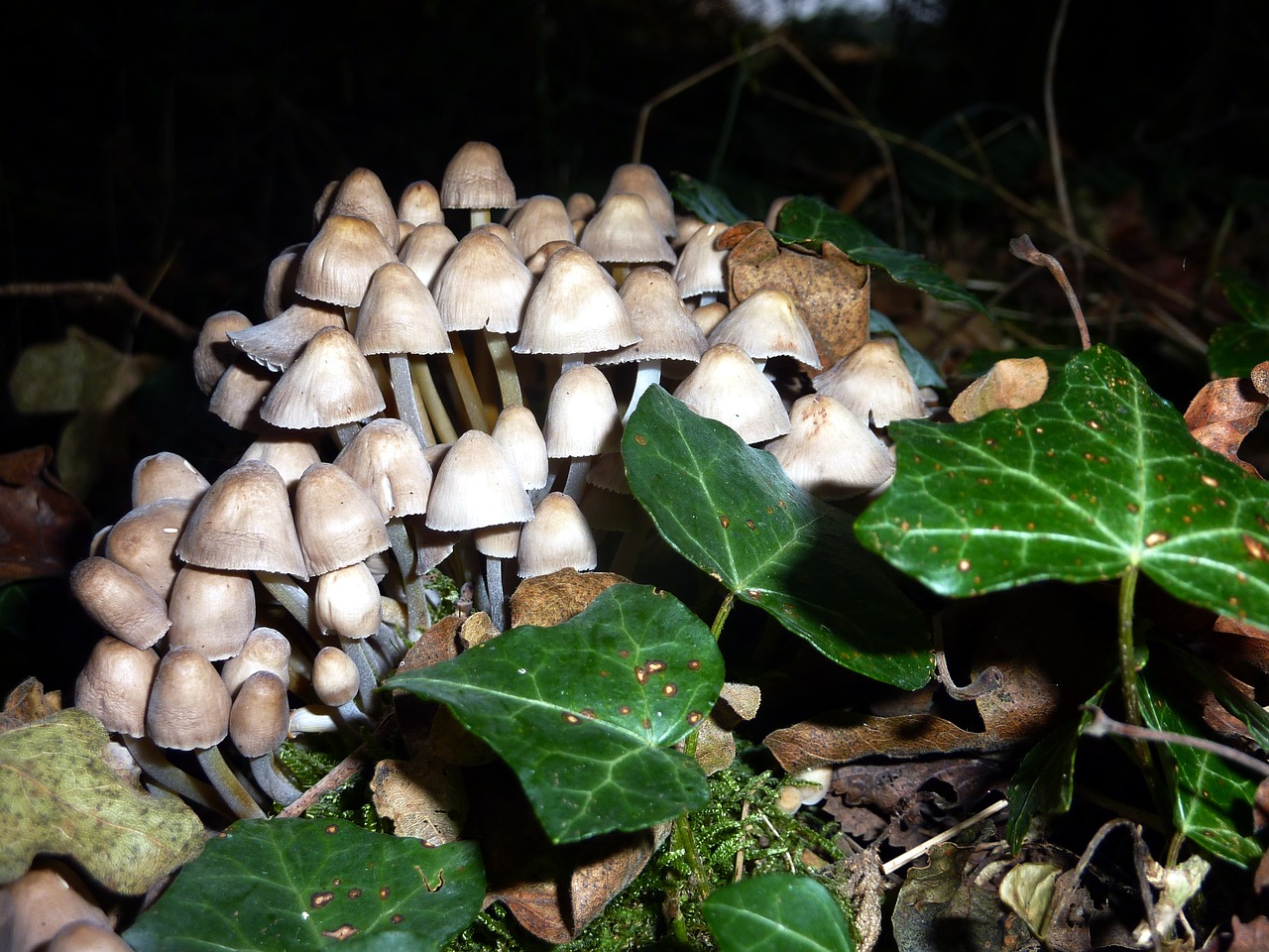 mushrooms nature forest free photo