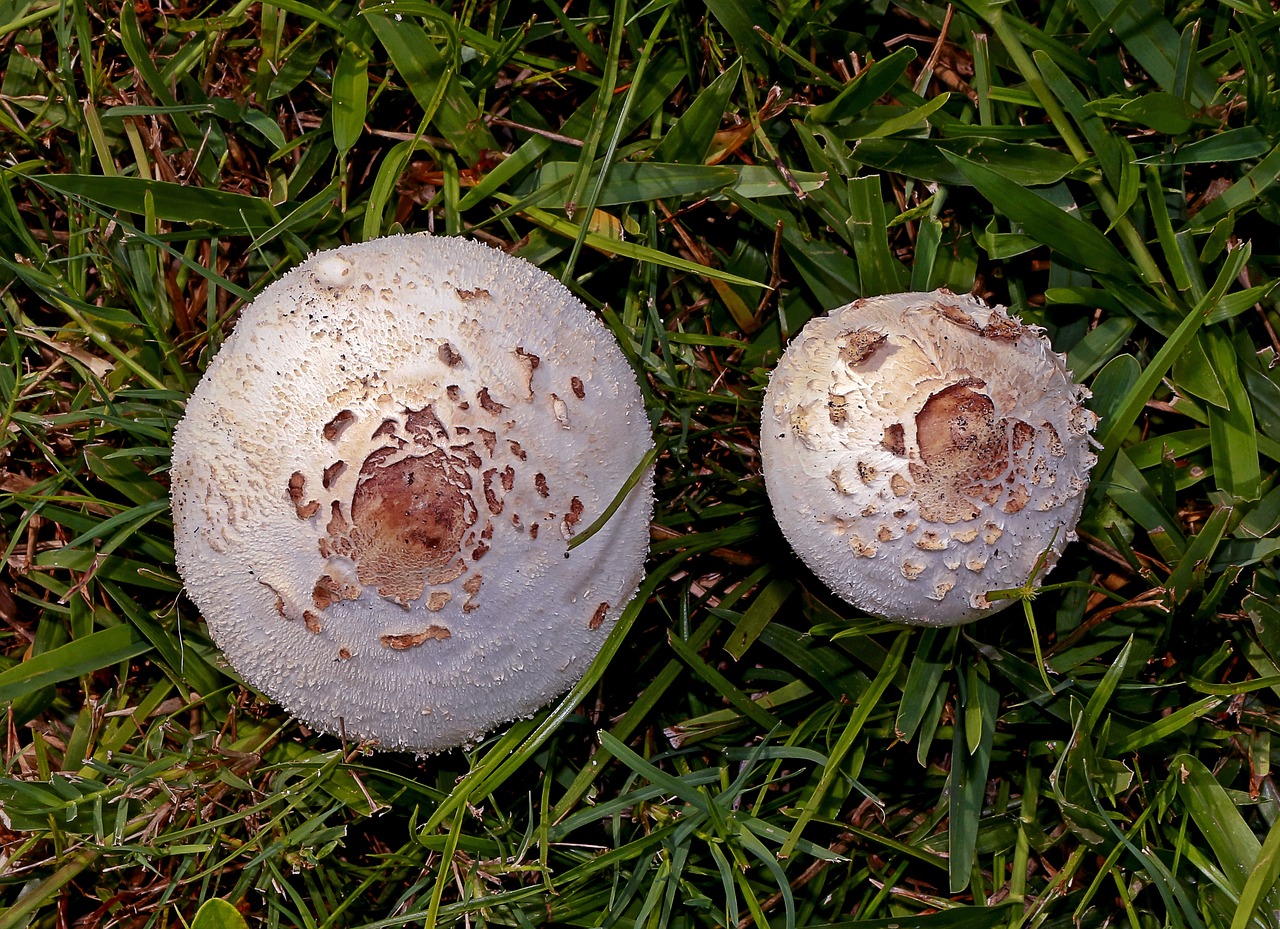 mushrooms fungi lawn free photo