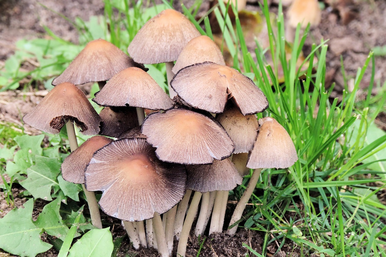 mushrooms forest autumn free photo