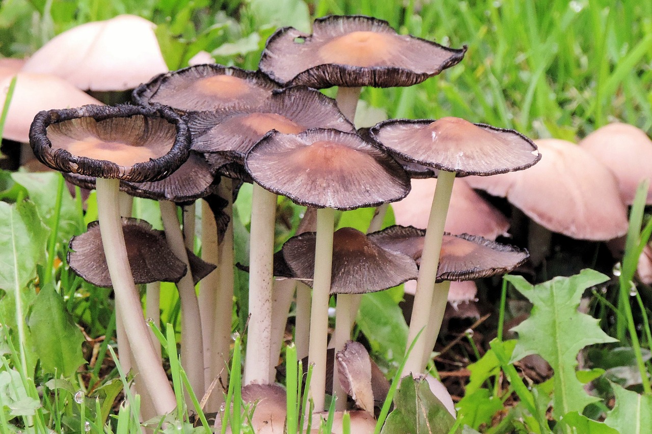 mushrooms forest autumn free photo