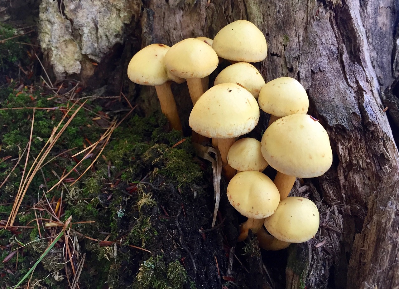 mushrooms small macro free photo