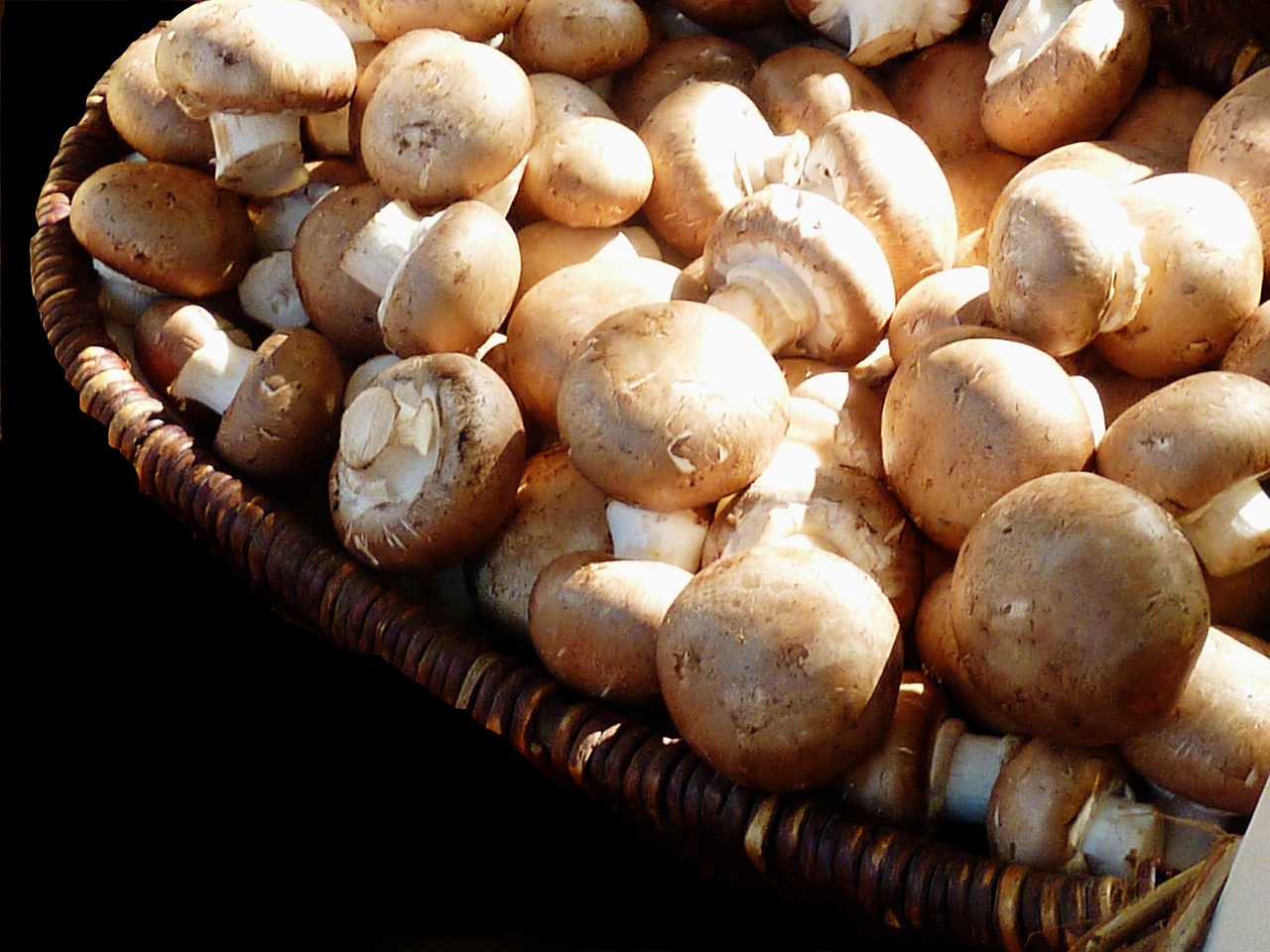 mushrooms white mushroom nature free photo