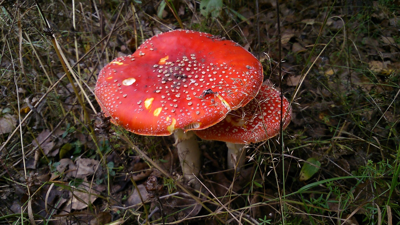 mushrooms amanita forest free photo