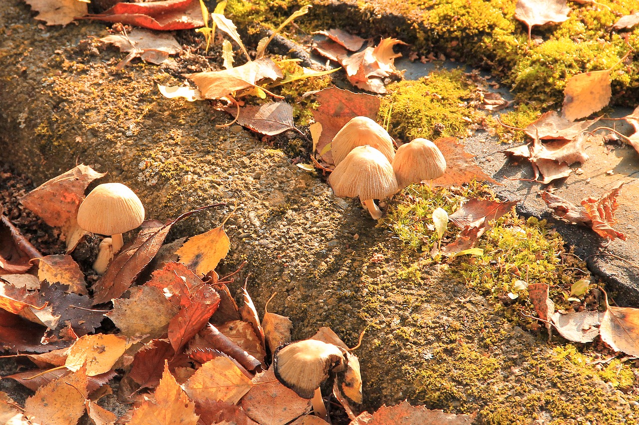 mushrooms moss leaves free photo