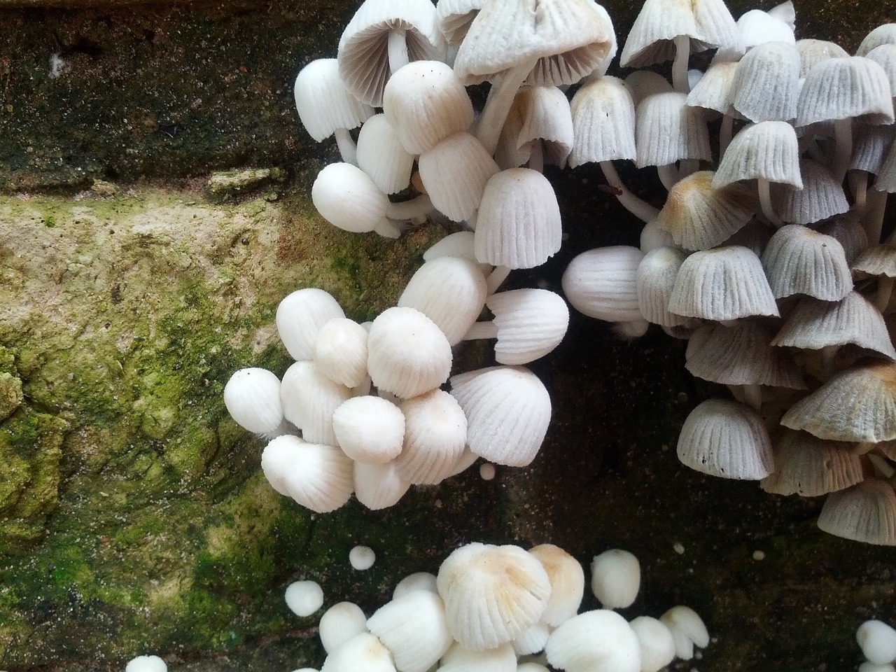 mushrooms nature free pictures free photo