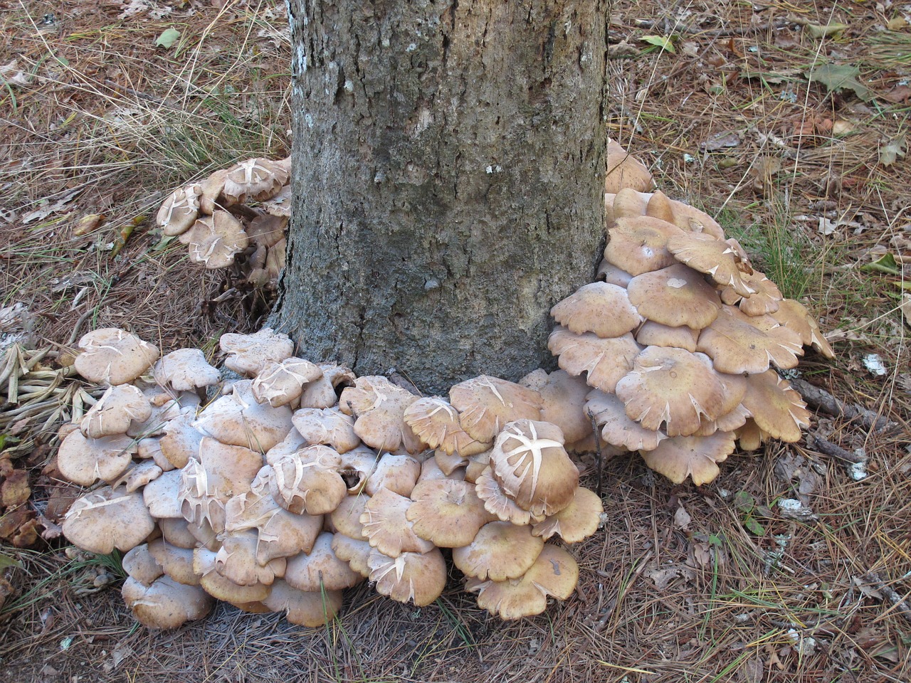 mushrooms fall autumn free photo