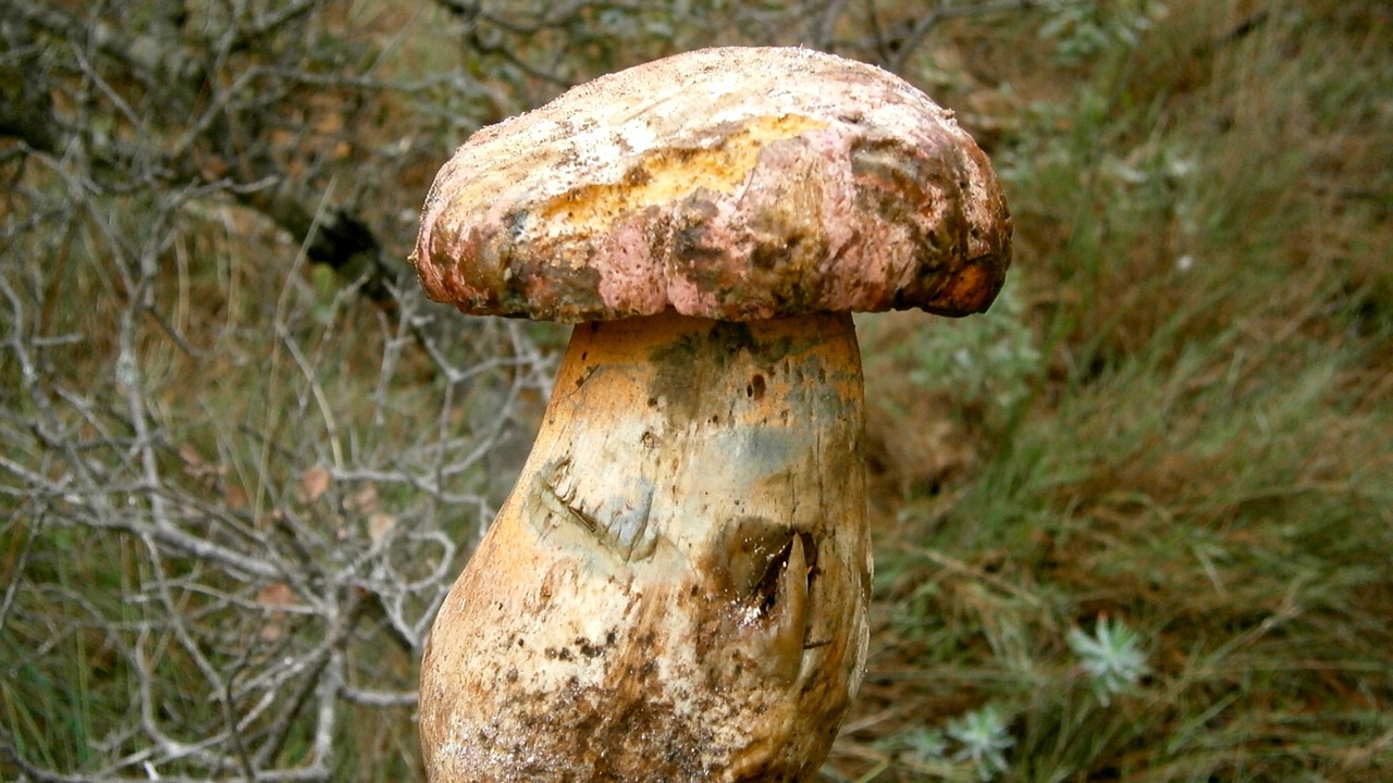 mushrooms fungi boletus free photo