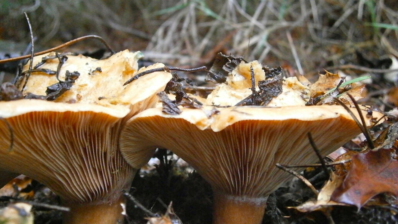 mushrooms fungi wild mushrooms free photo
