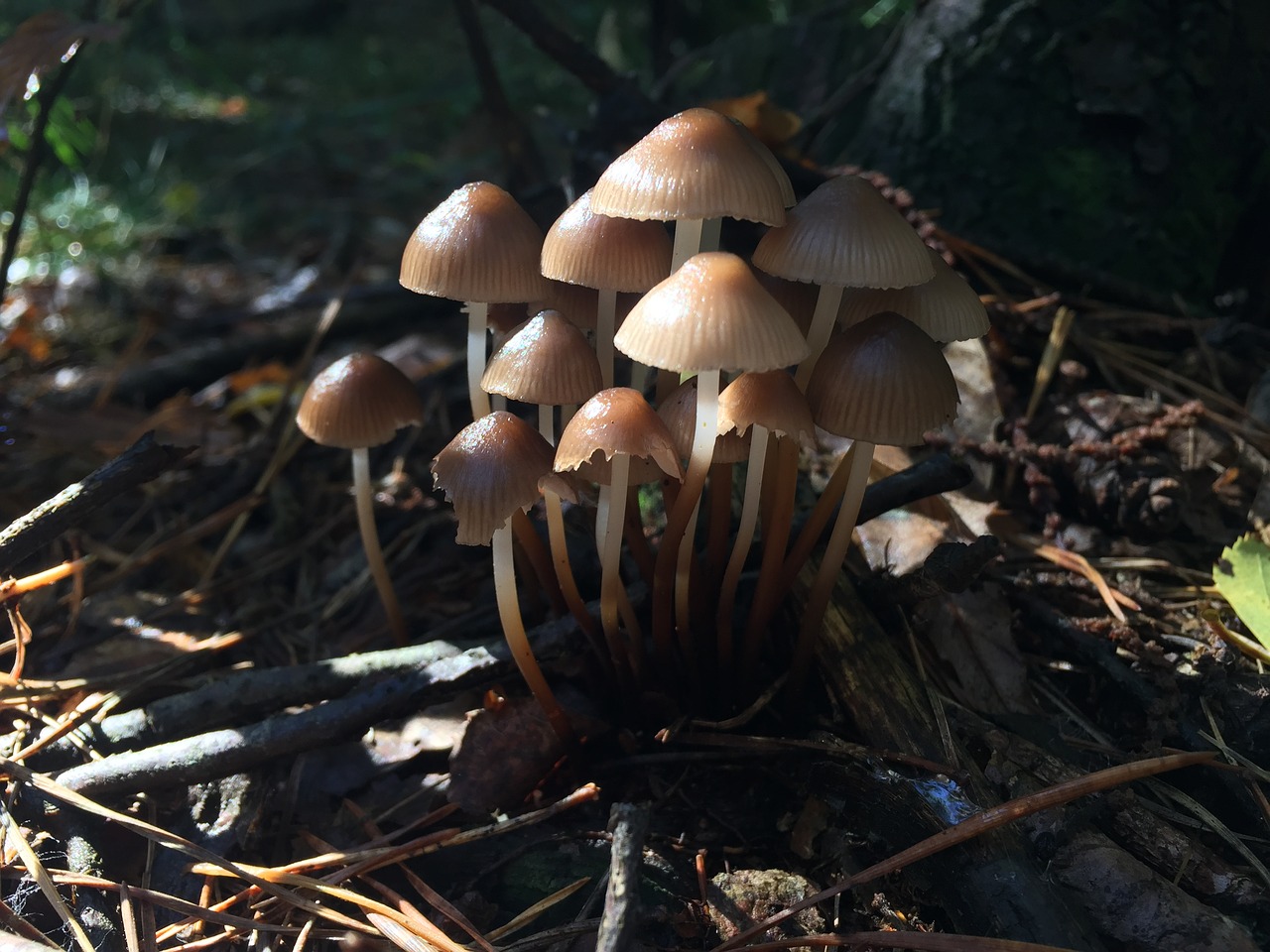 mushrooms underwood autumn free photo