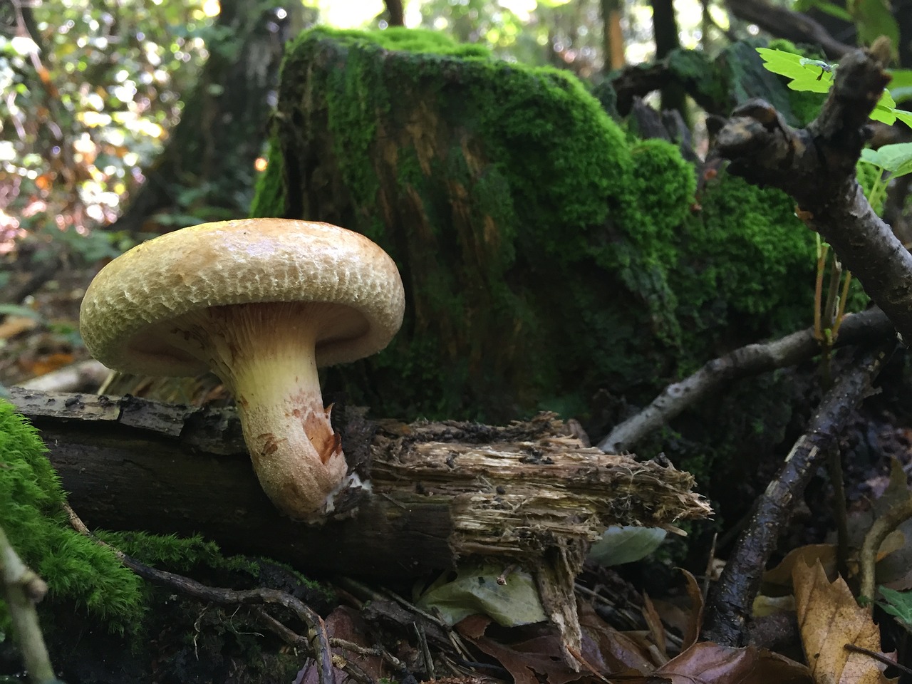mushrooms underwood autumn free photo