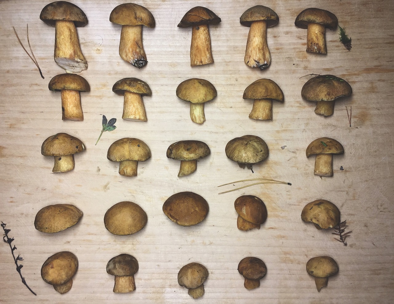 mushrooms tree vintage free photo