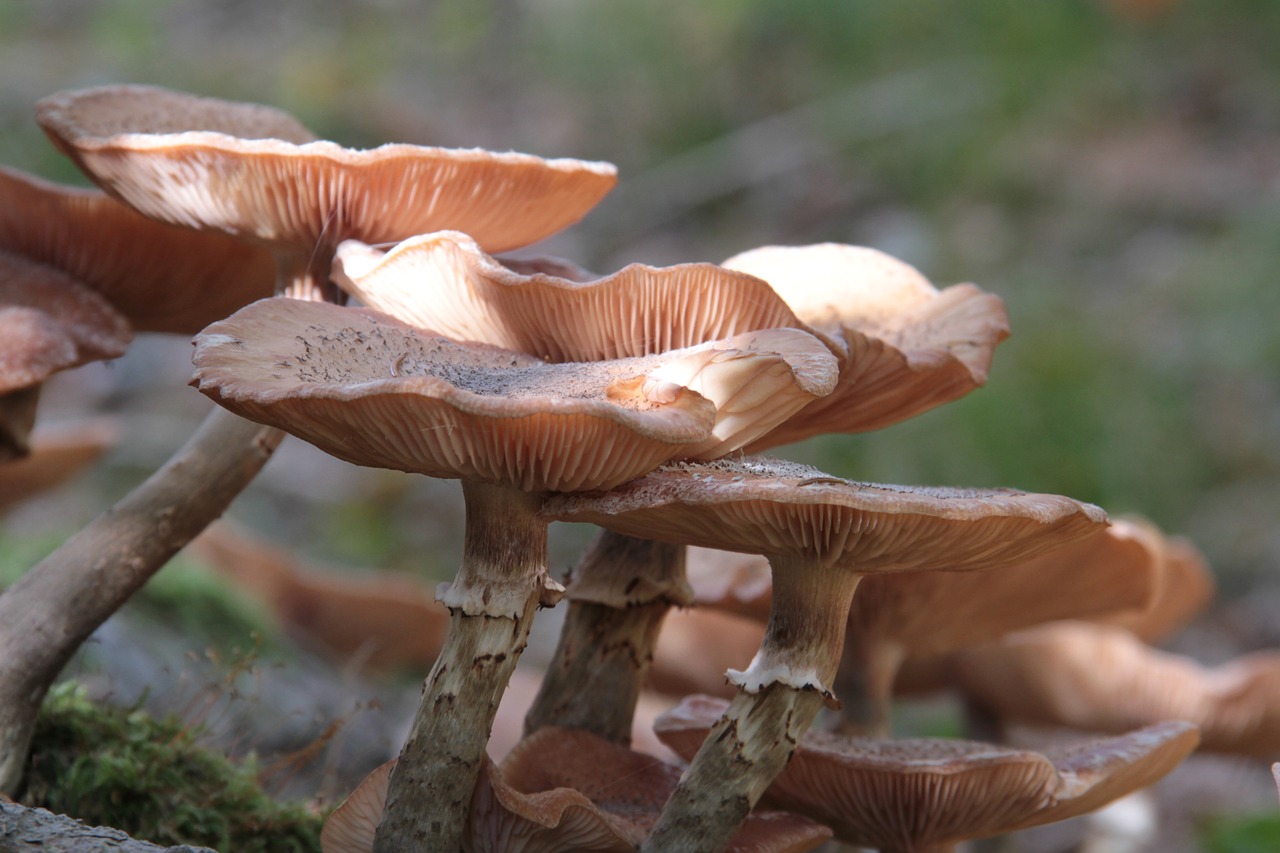 mushrooms autumn nature free photo