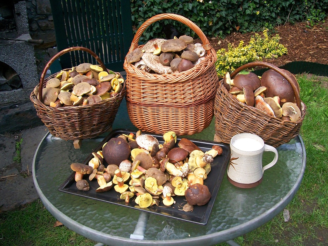 mushrooms basket with mushrooms forest free photo
