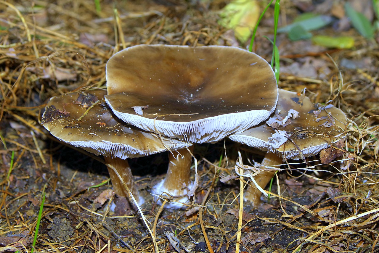 mushrooms brown forest free photo