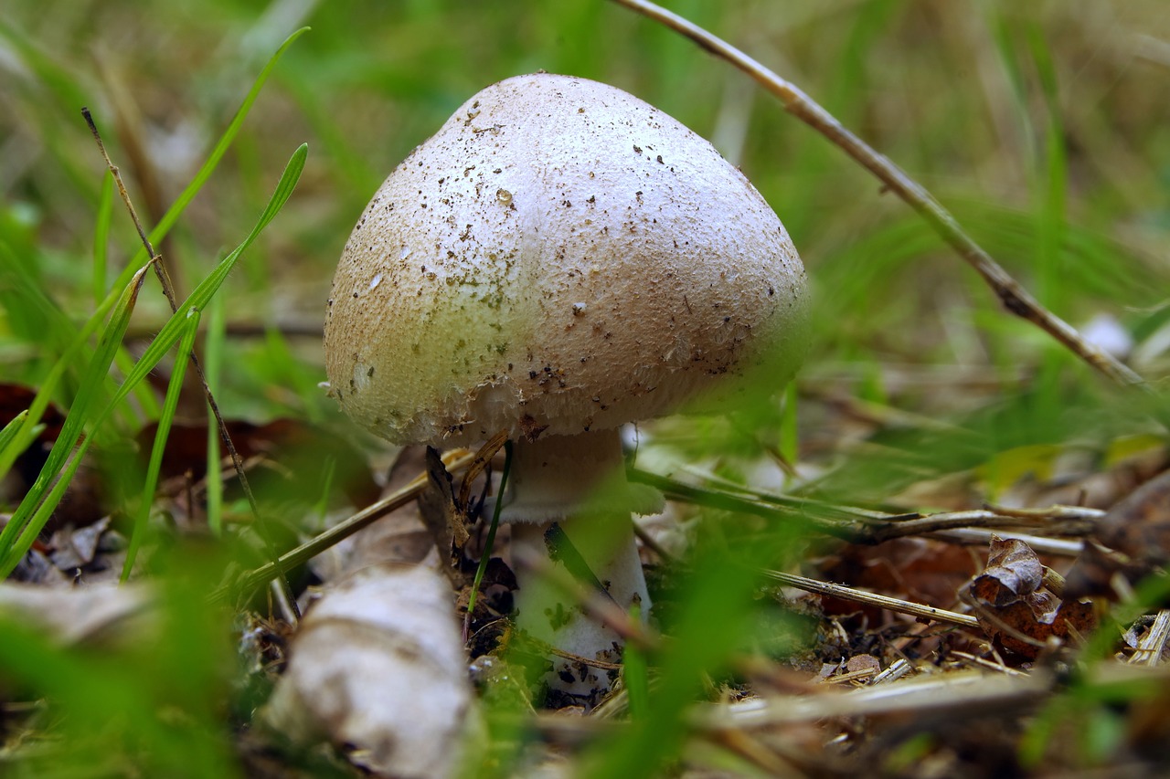 mushrooms brown white free photo