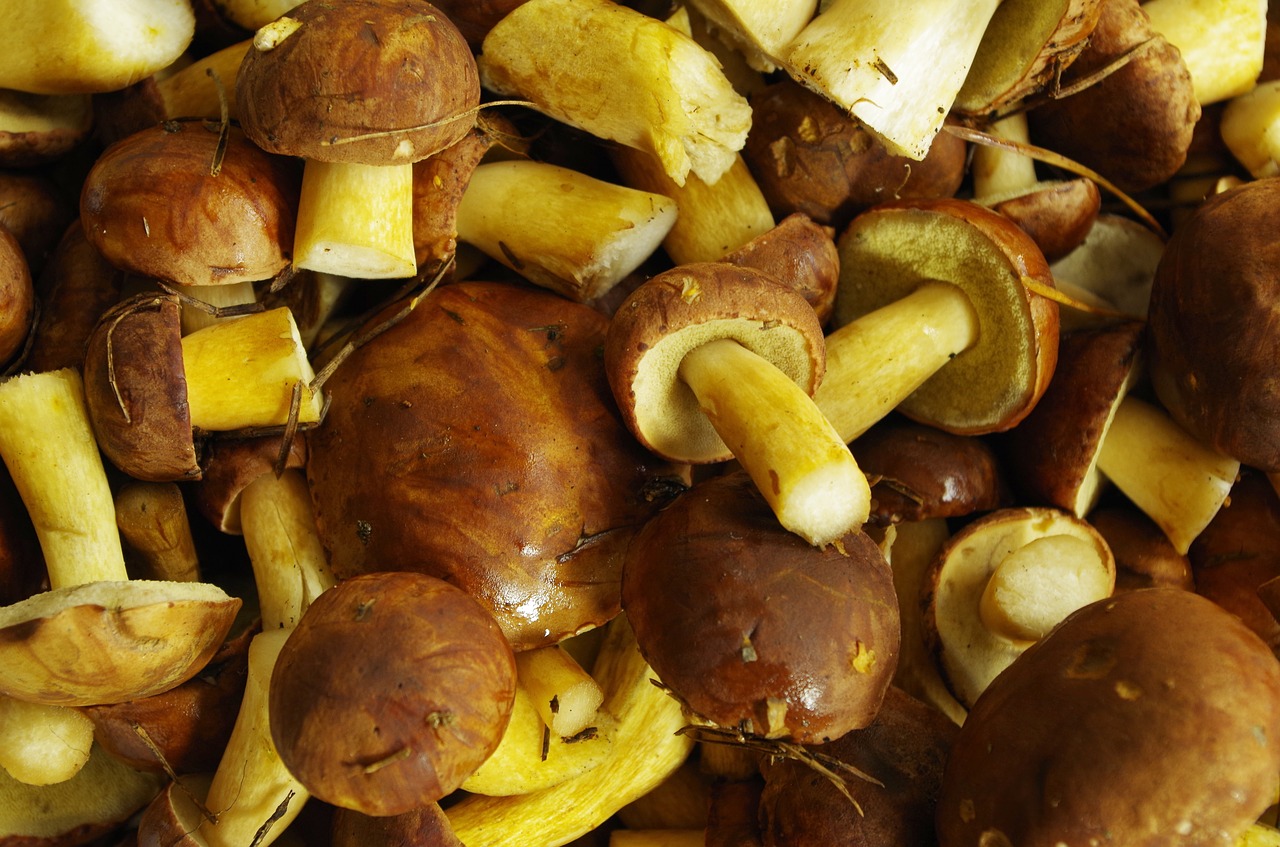 mushrooms chestnut boletus forest free photo