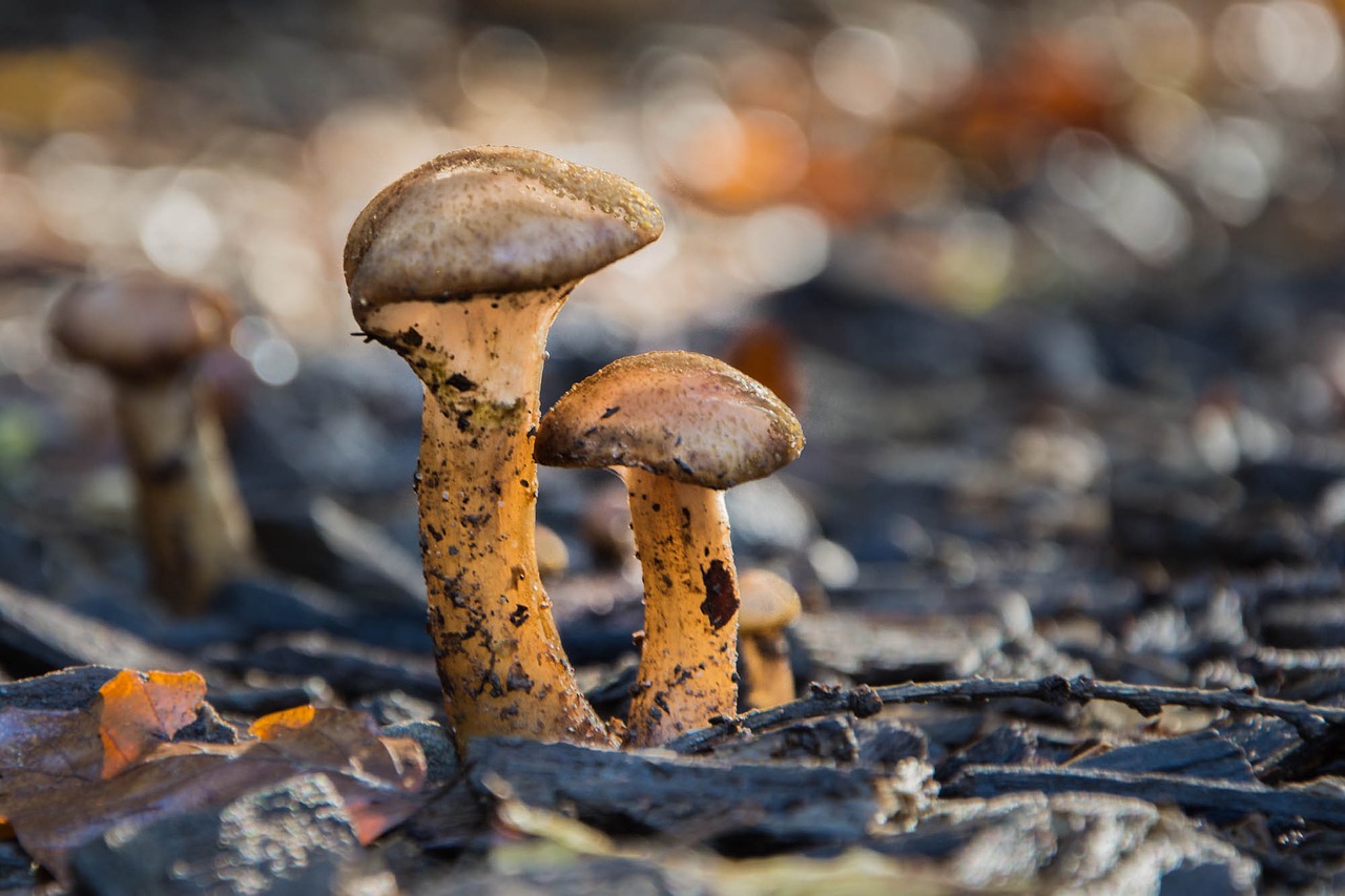 mushrooms forest undergrowth free photo