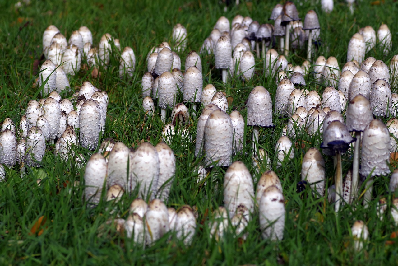 mushrooms a lot of a lot free photo