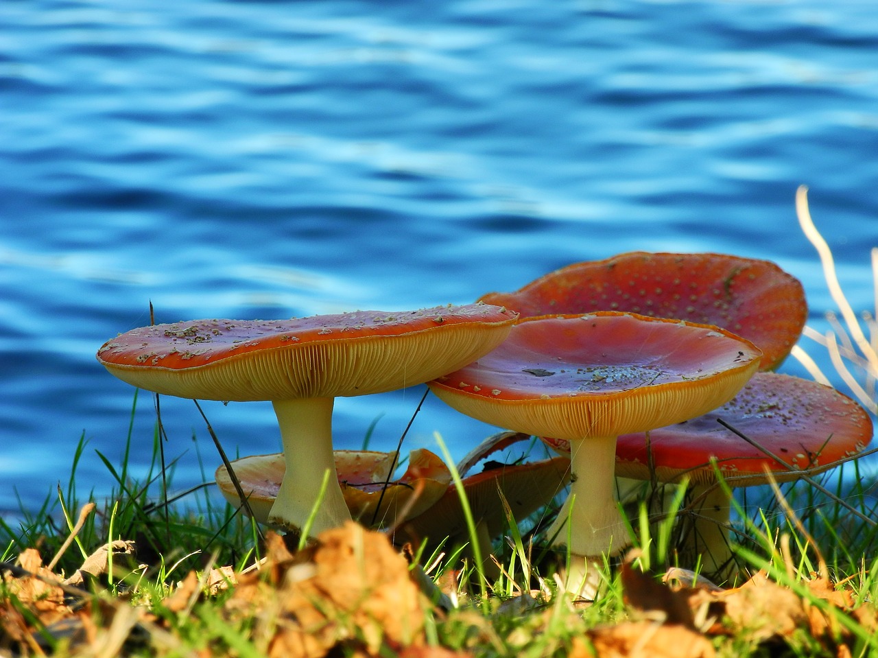 mushrooms nature forest mushroom free photo