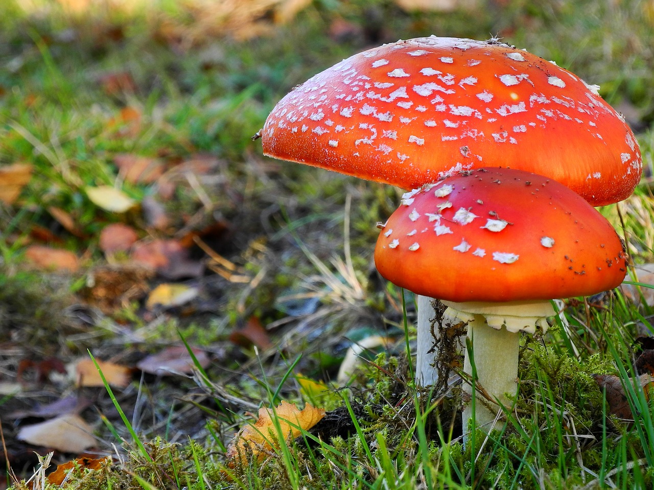 mushrooms nature plant free photo