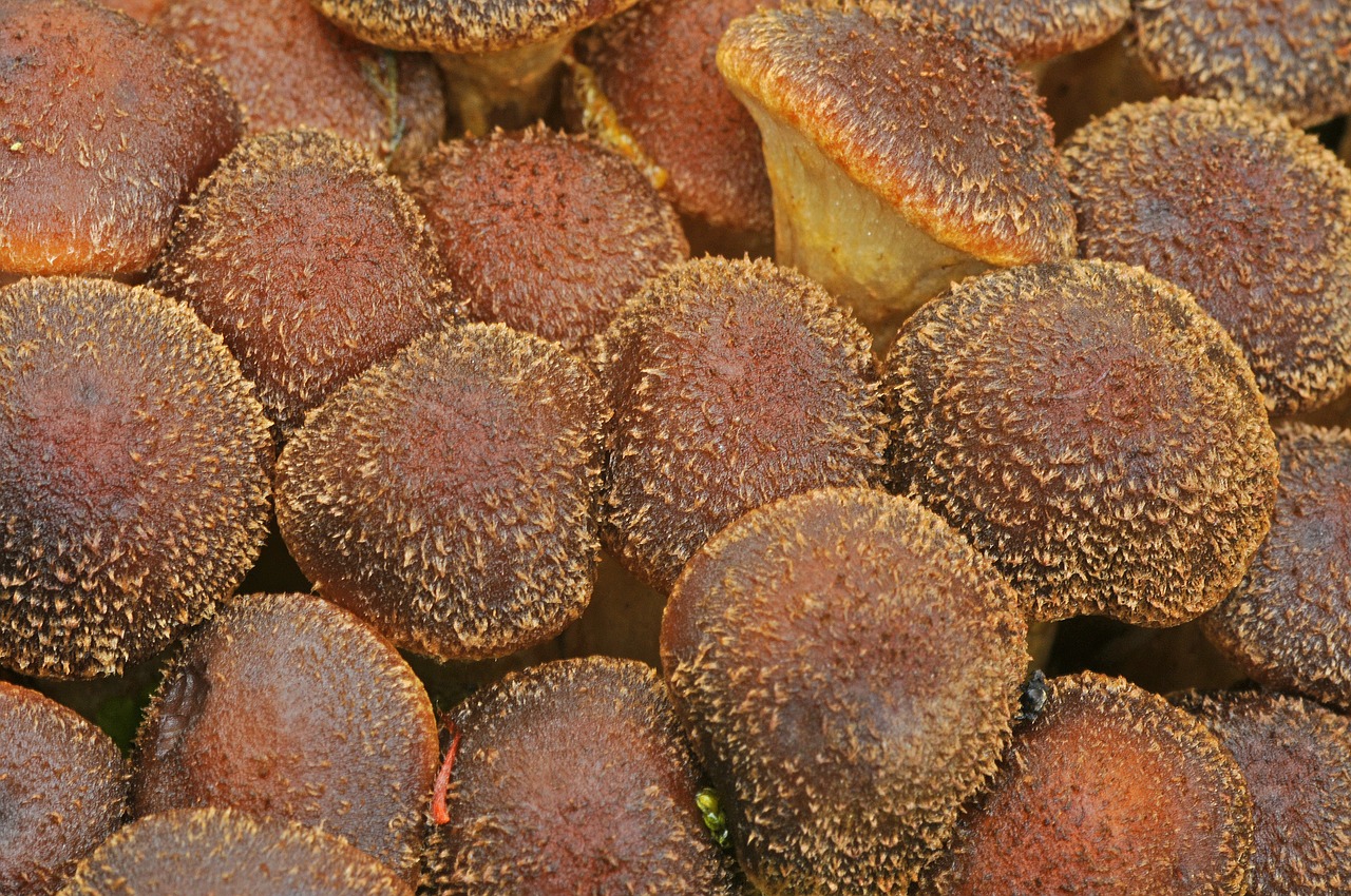 mushrooms brown autumn free photo