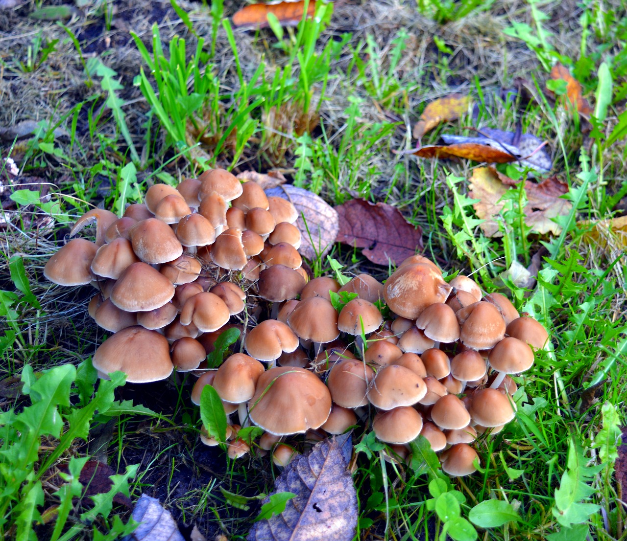 mushrooms fungi plant free photo
