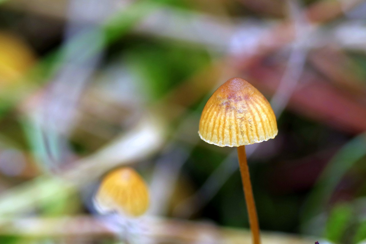 mushrooms mushroom small free photo