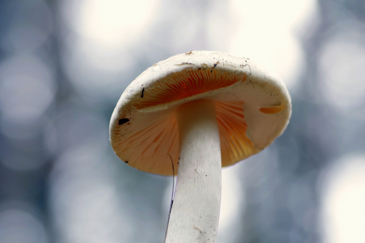 mushrooms mushroom hat free photo