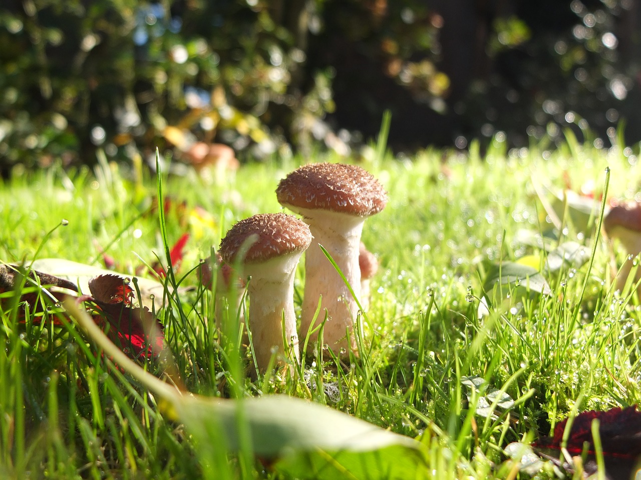 mushrooms garden rush free photo