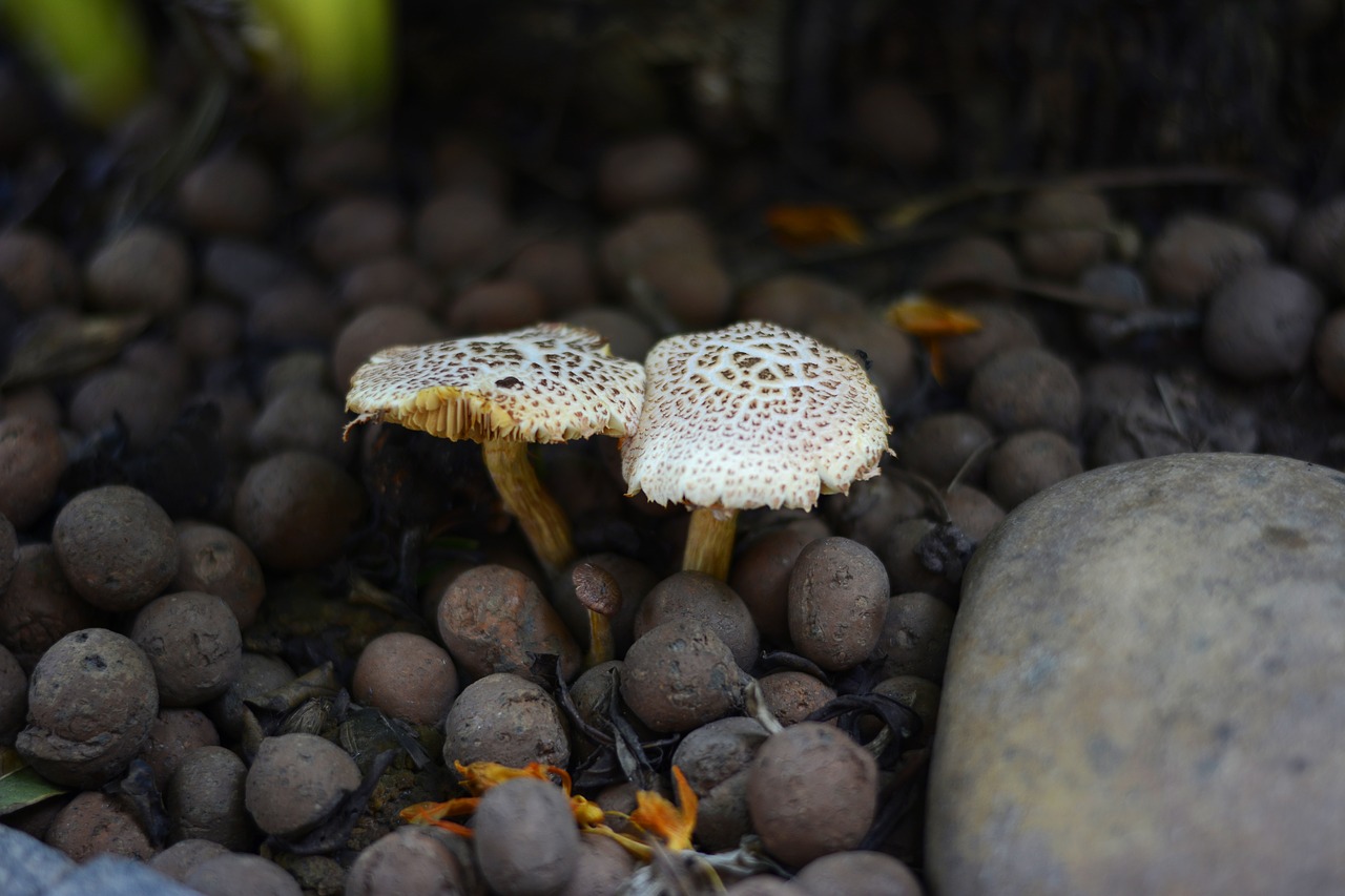 mushrooms nature stones free photo