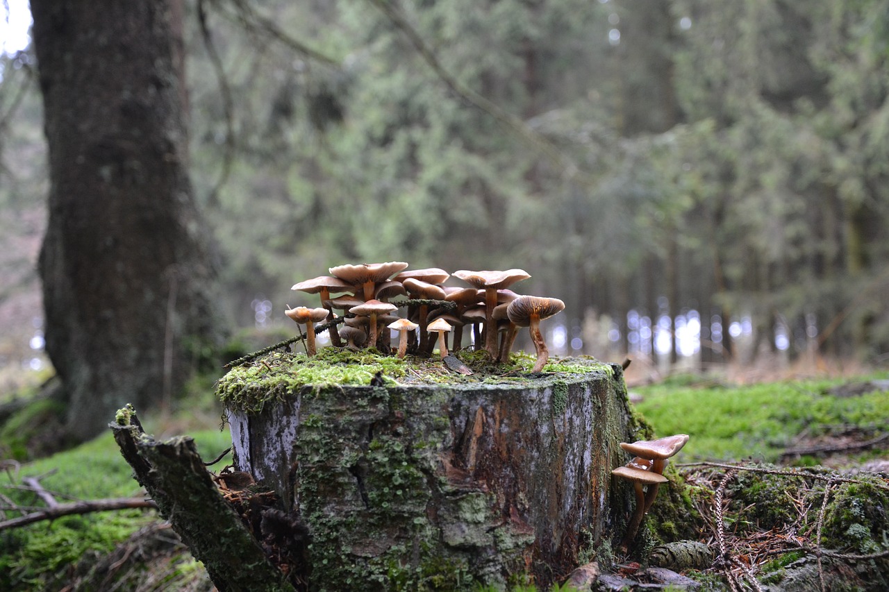 mushrooms forest mushrooms forest floor free photo