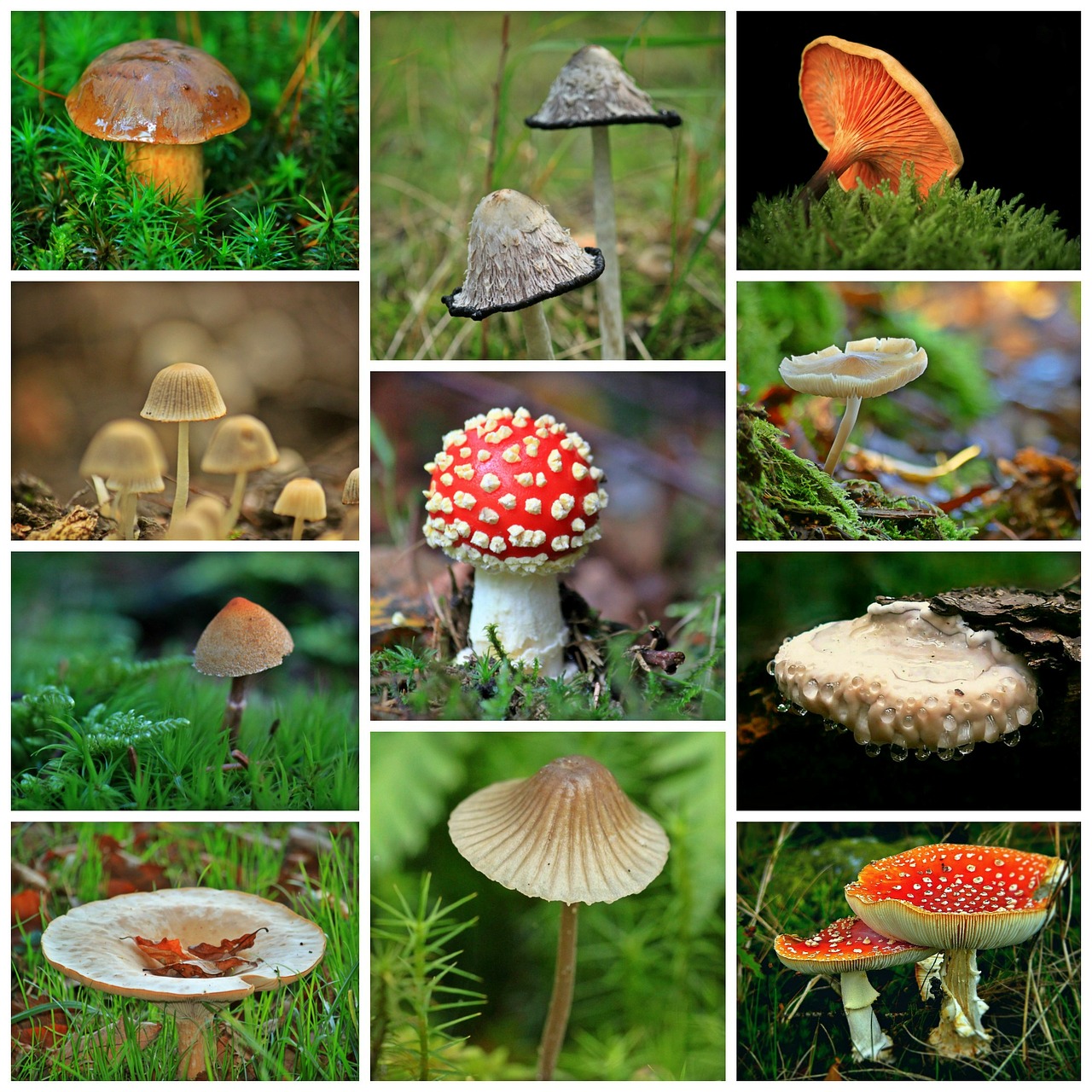 mushrooms collage autumn free photo
