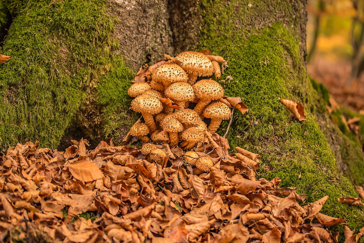 mushrooms sparriger mushroom pholiota squarrosa free photo