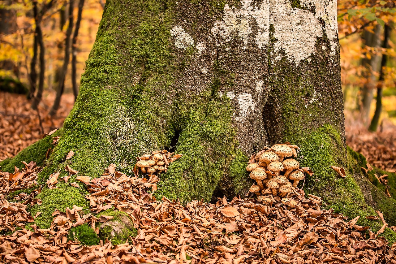 mushrooms sparriger mushroom pholiota squarrosa free photo