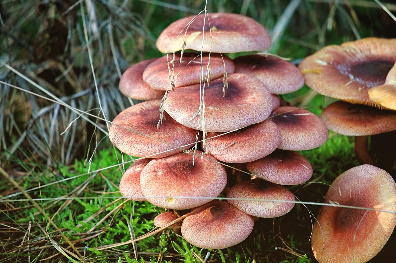 mushrooms forest forest floor free photo