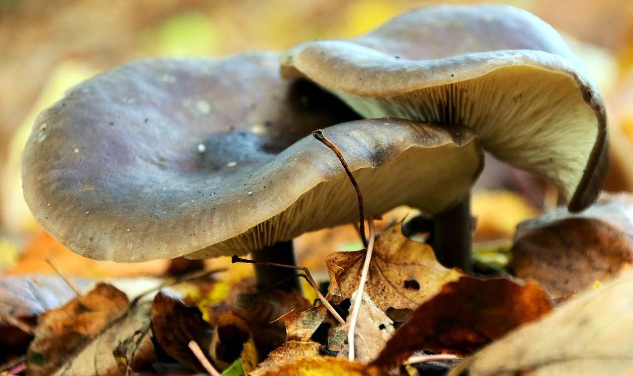 mushrooms autumn forest free photo