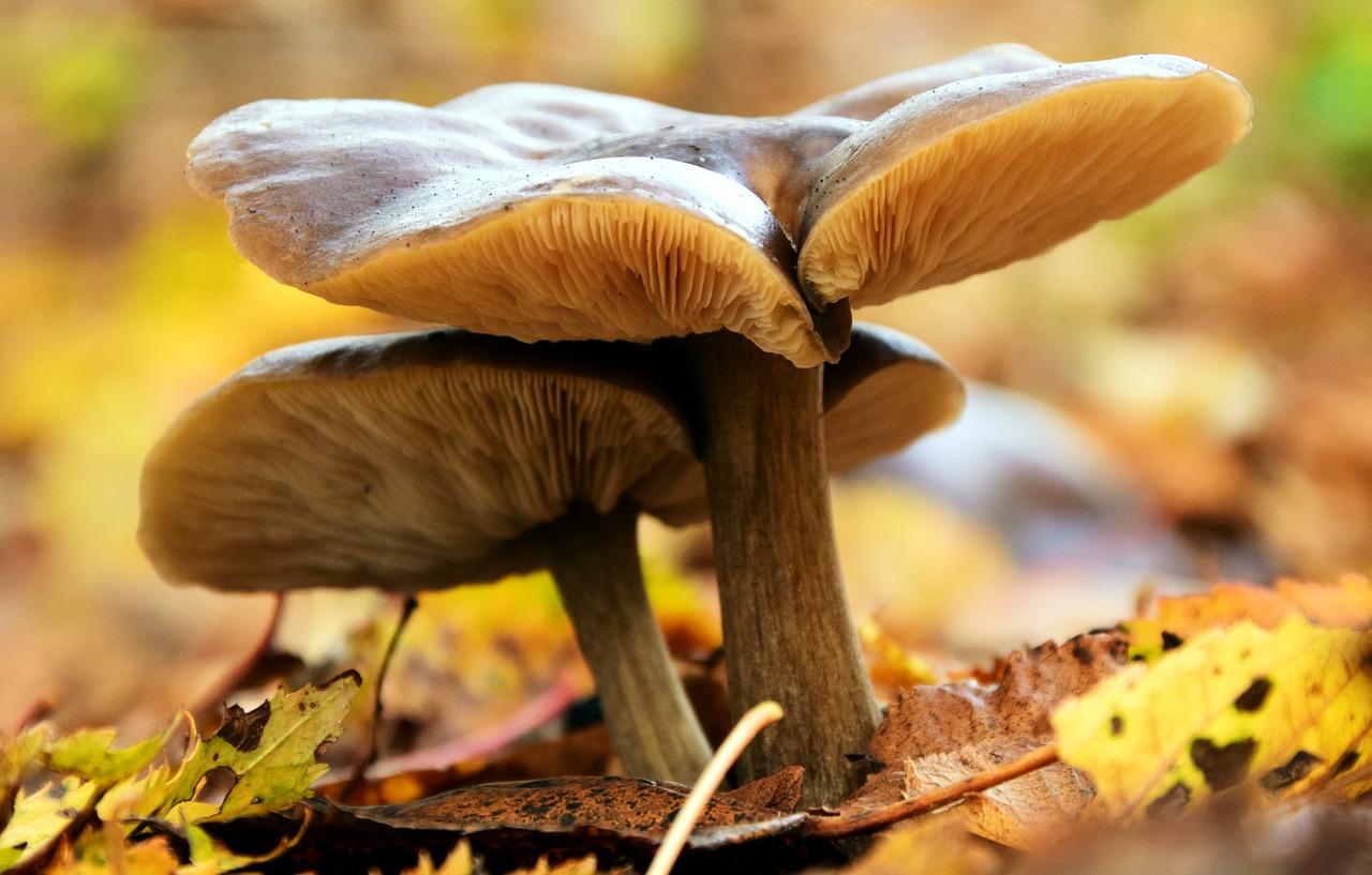 mushrooms autumn forest free photo