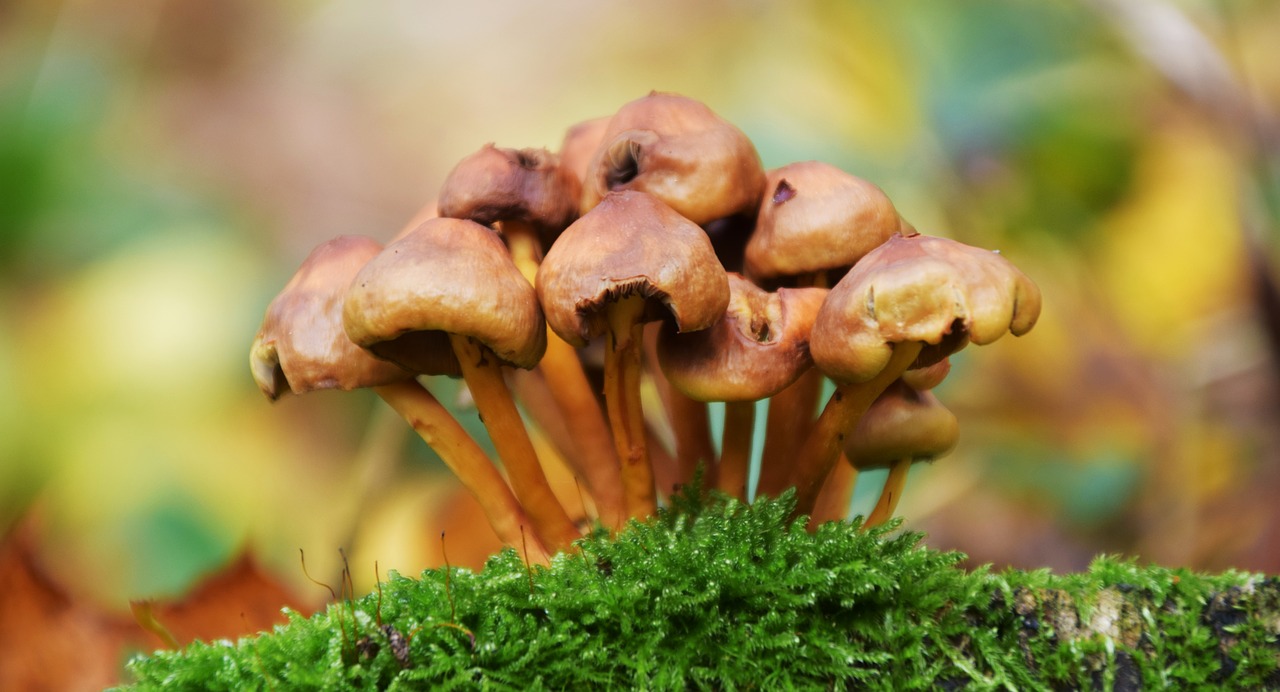 mushrooms autumn forest free photo