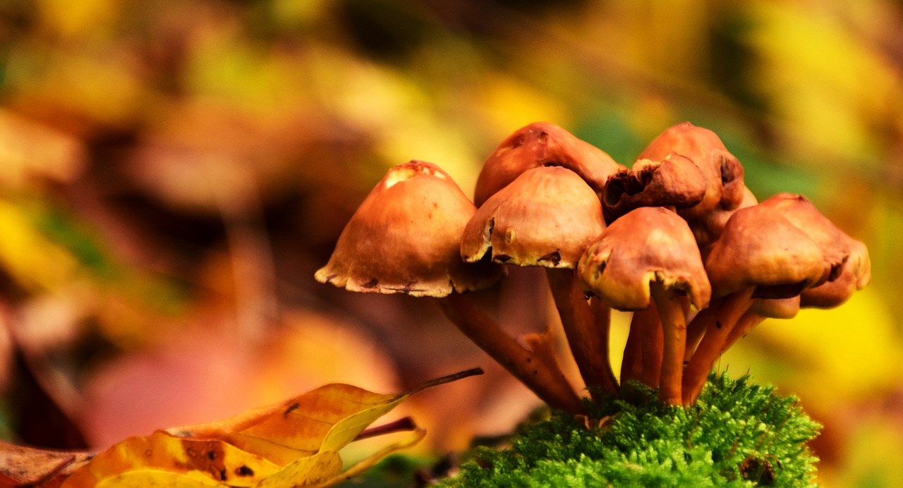 mushrooms autumn forest free photo