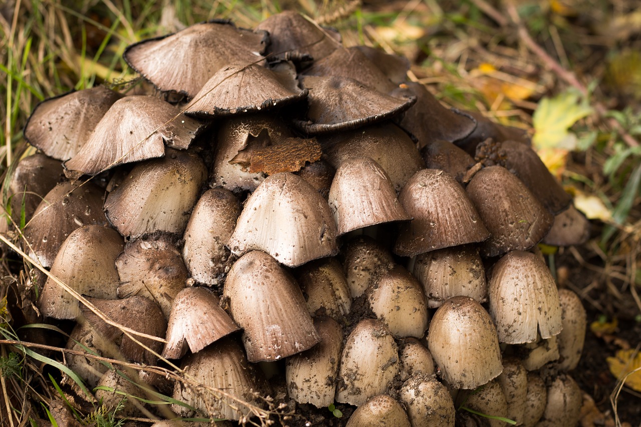 mushrooms forest ground free photo