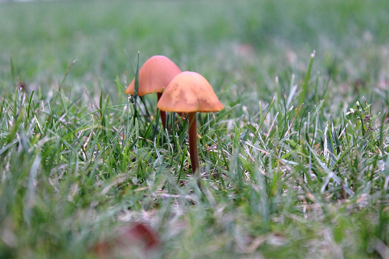 mushrooms small mushroom autumn free photo