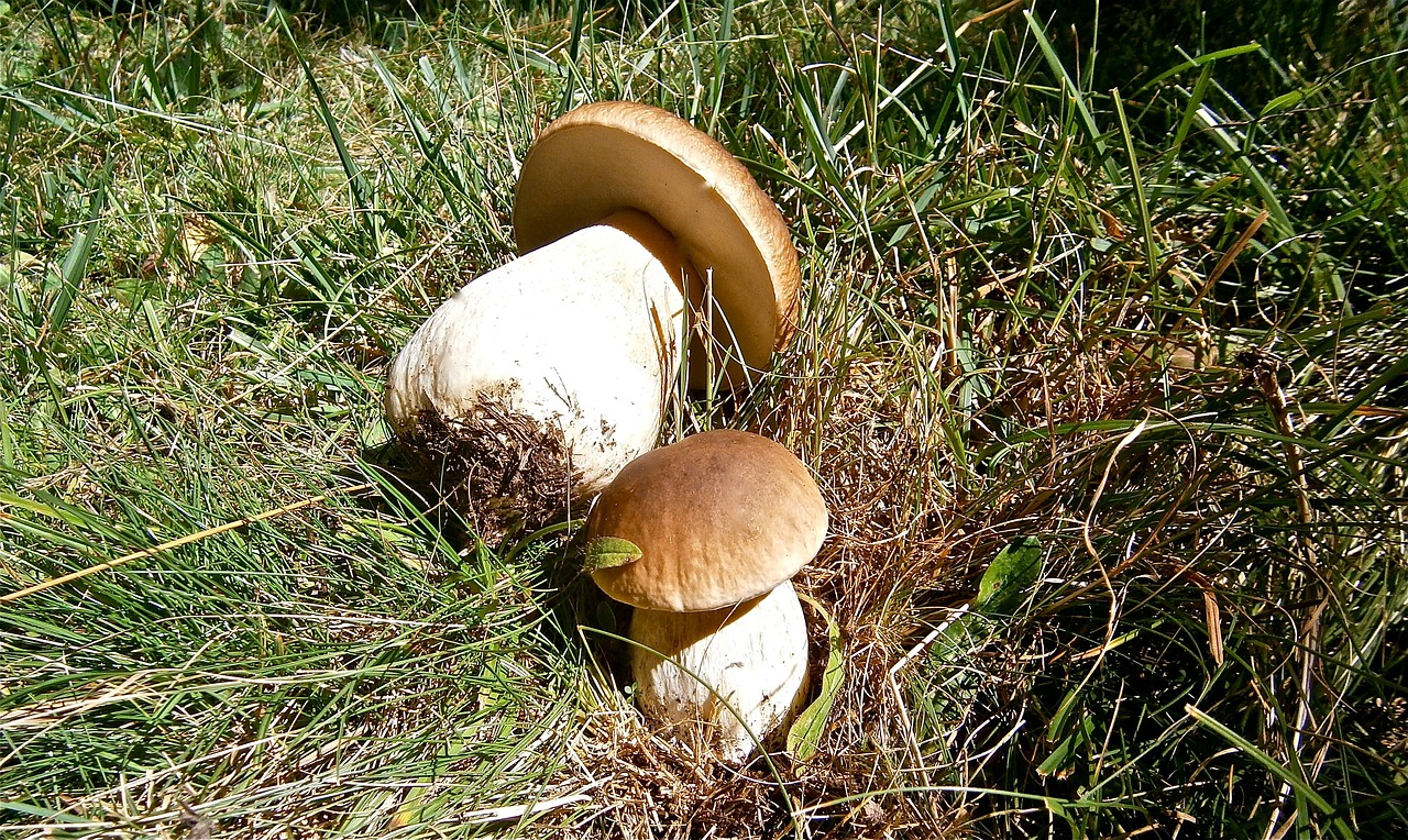 mushrooms boletus edulis forest free photo