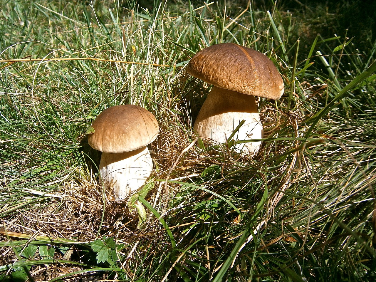 mushrooms boletus edulis forest free photo