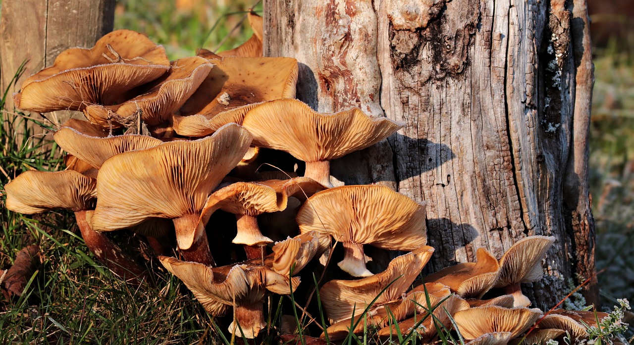 mushrooms meadow tree free photo