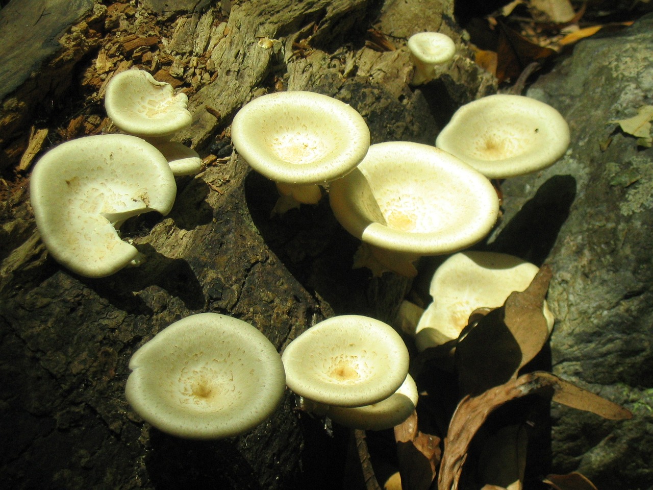 mushrooms wood fungus free photo