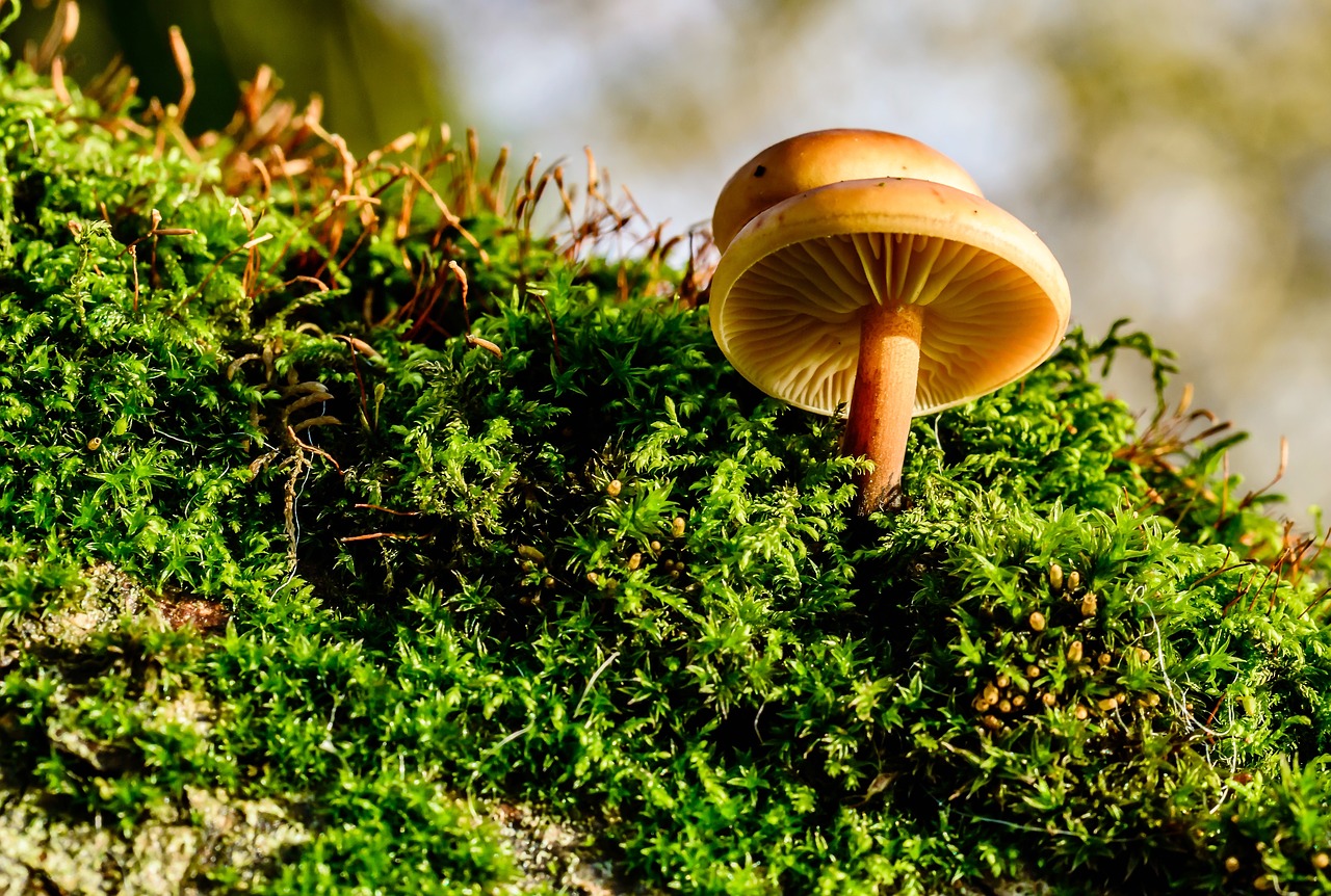 mushrooms moss autumn free photo