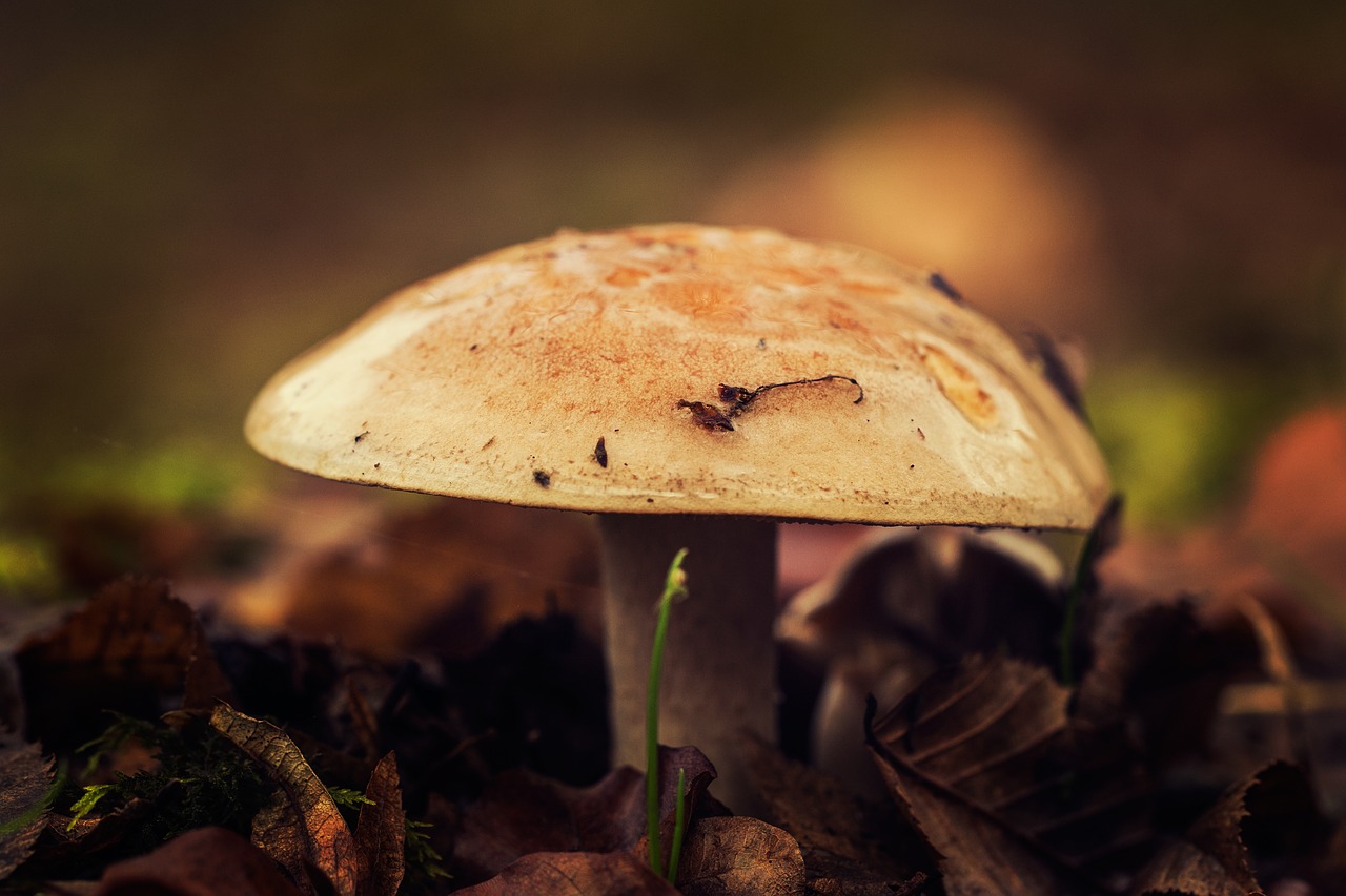 mushrooms undergrowth season free photo