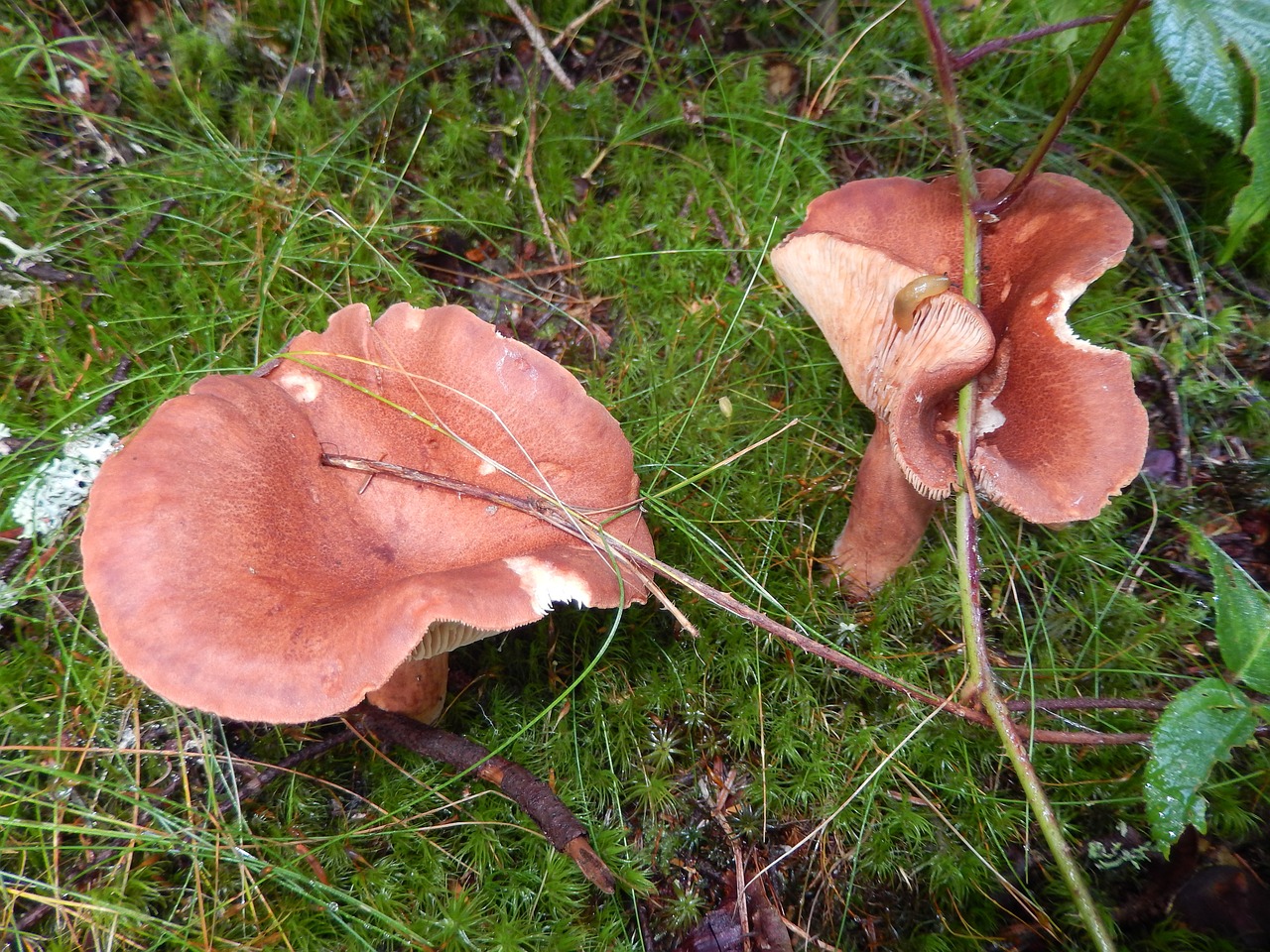 mushrooms wood nature free photo