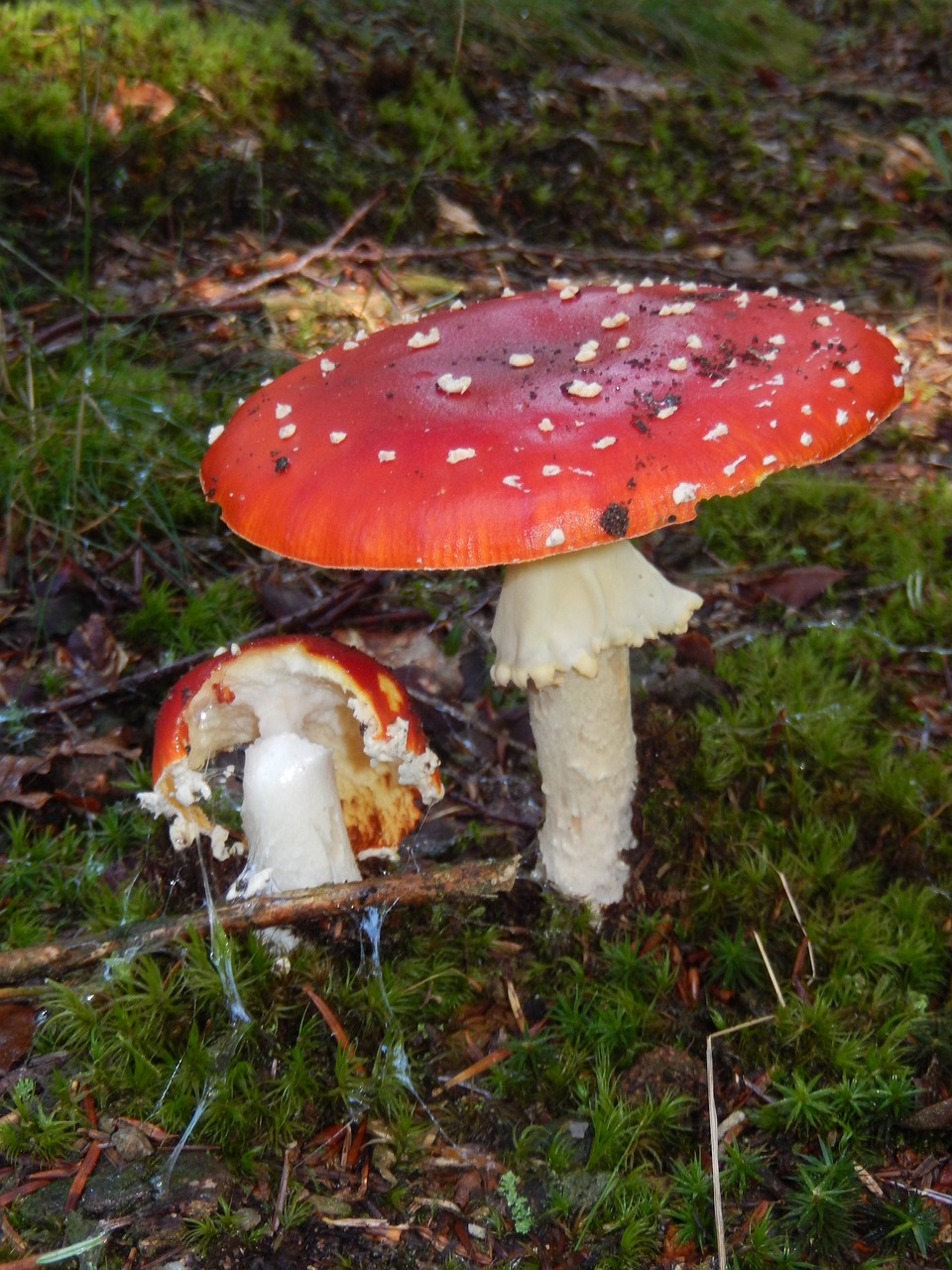 mushrooms poisonous mushroom amanita kills fly free photo